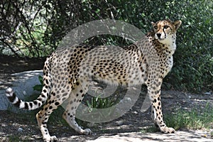Sleek Cheetah Standing Balanced on a Flat Rock