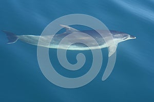 Sleek dusky dolphin swimming