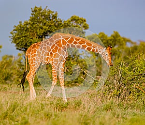 Sleek, graceful reticulated giraffe from Kenya