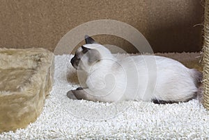 Sleek haired kitten of Siamese type Mekong bobtail, tailless