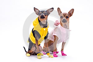 Sleek-haired toy-terrier and chihuahua.