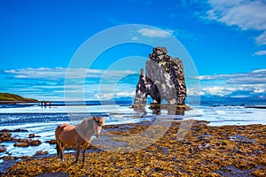 Sleek Icelandic horse on the coastal shelf