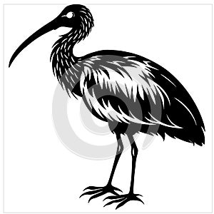 A sleek silhouette depicts an ibis bird, its graceful form captured in bold black and white lines.