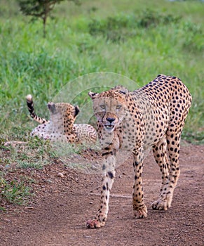 Sleek cheetah in the African bush