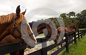 Beautiful yearlings gazing over a paddock fence at a training facility in florida photo