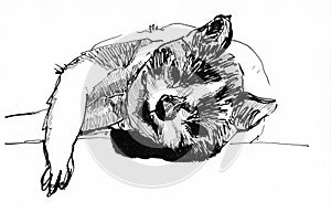 Sleep cat sketch hand drawn illustration