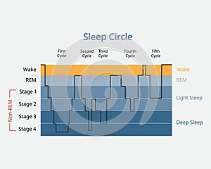 Sleep circle with sleep stage to analysis of brain activity during sleep