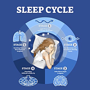 Sleep cycle with labeled night stages and phases description outline diagram