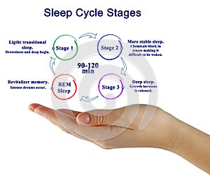 Sleep Cycle Stages