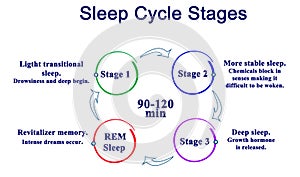 Sleep Cycle Stages