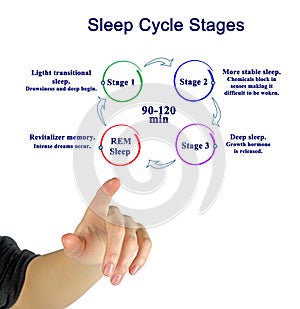 Sleep Cycle Stages