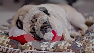Sleep dog close eyes lying relax with favorite toy on pet bed,Cute pug sleep deep breathing and resting with funny face,Adorable