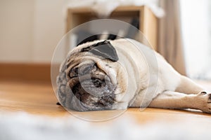 Sleep dog close eyes lying relax on floor,Cute pug sleep deep breathing and resting with funny face,Adorable Sleep dog Concept