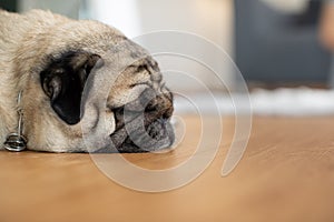 Sleep dog close eyes lying relax on floor,Cute pug sleep deep breathing and resting with funny face,Adorable Sleep dog Concept