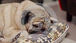 Sleep dog close eyes lying relax on sofa,Cute pug sleep deep breathing and resting  with funny face,Adorable Sleep dog Concept