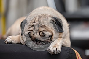 Sleep dog close eyes lying relax on sofa,Cute pug sleep and resting  with funny face,Adorable Sleep dog Concept