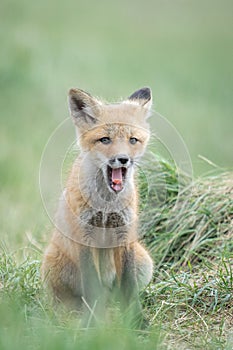 Sleep fox pup.