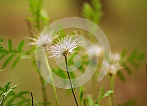 Sleep grass in the spring forest1