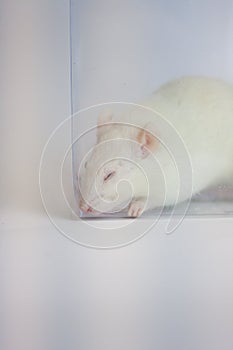 Sleep is a healthy concept. white mouse in