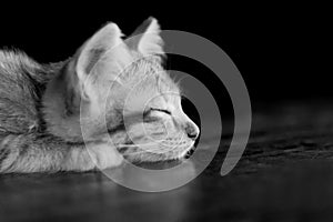 Sleep kitten cat lie on wood ground closeup on its face black an