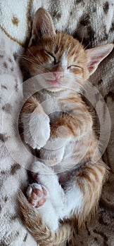 Sleep kitten thaicat