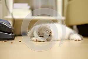 Sleep little Persian kitten in blurred background