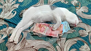 sleep money happy cat happycat