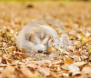 Sleep puppy and the little kitten on fallen leaves