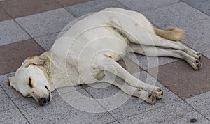 The sleep of a stray dog.