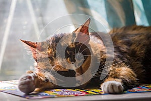 Sleep well of the homeless cat in front of the window.