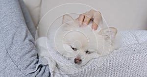 Sleep white pomeranian with pet owner