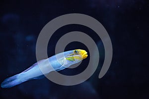 Sleeper Gold Head Goby fish Valenciennea strigata