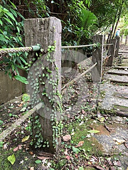 Sleeper handrails and Dischidia nummularia in Erbazi Botanical Garden, Ankeng, Taipei photo