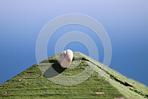 Sleeper Snail