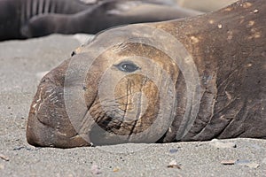 Sleeping adult Male sea Lion