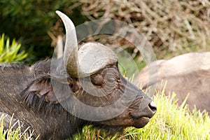 Sleeping African Buffalo Syncerus caffer