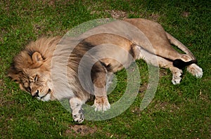 Sleeping African Lion (Panthera leo krugeri)