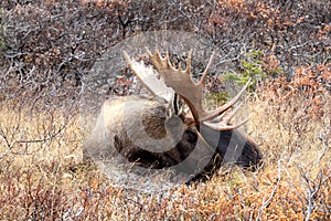 Sleeping Alaska Bull Moose