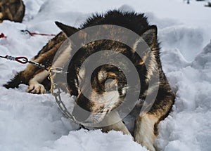 Sleeping Alaskan husky sled dog, resting in the snow.