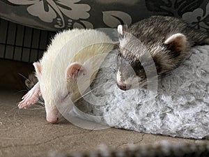 Sleeping Albino and Sable Female Ferets