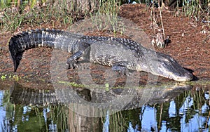 Sleeping Alligator