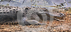 Sleeping Alligator