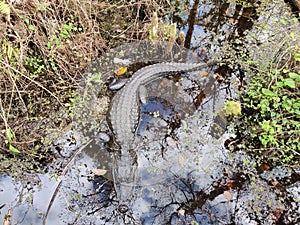 Sleeping alligator, Everglades Florida