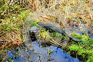 sleeping alligator and turtle