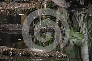 Sleeping alligator in water