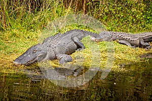 sleeping alligators on Land