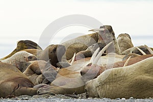 A sleeping alpha walrus male and his females.