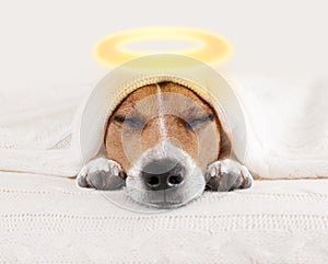Sleeping angel halo dog in bed photo