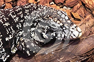 Sleeping Argentine Black And White Tegu Salvator merianae photo