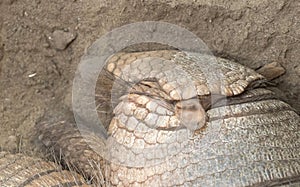 Sleeping armadillo Chaetophractus villosus - Selective focus o
